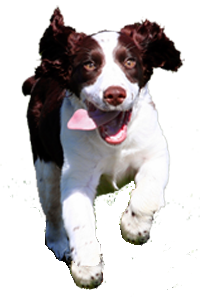 ff-srpr-spaniel